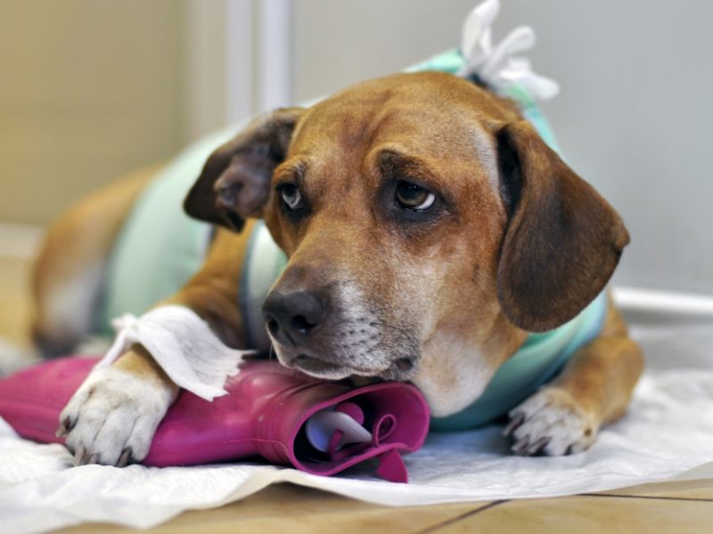 הכלב שלי סובל מעצירות: מה לעשות?