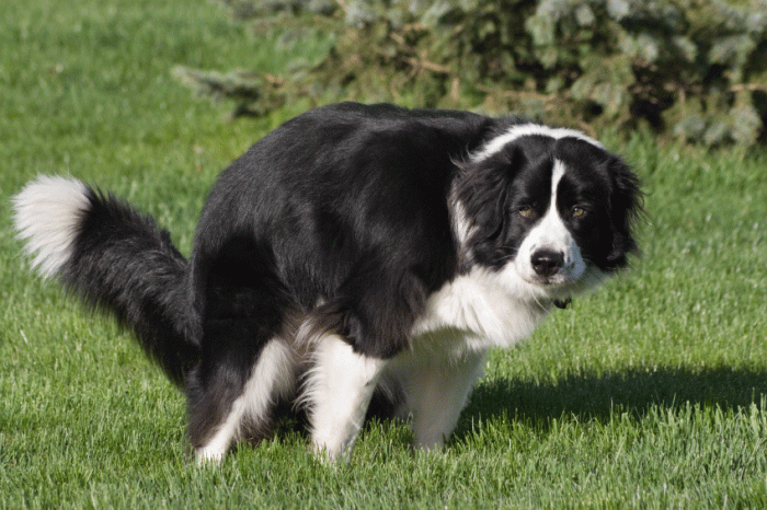 גורמים לעצירות אצל כלבים