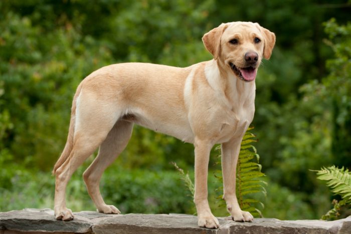 לברדור רטריבר