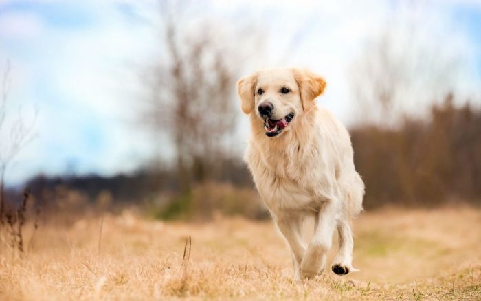 גולדן רטריבר רץ