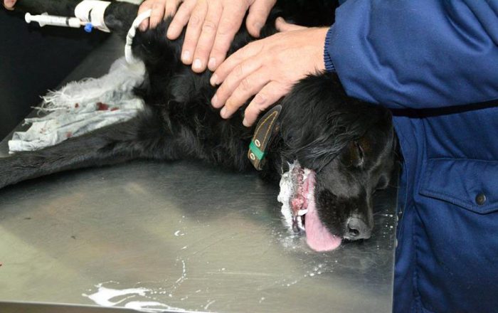 הכלב נבדק על ידי וטרינר