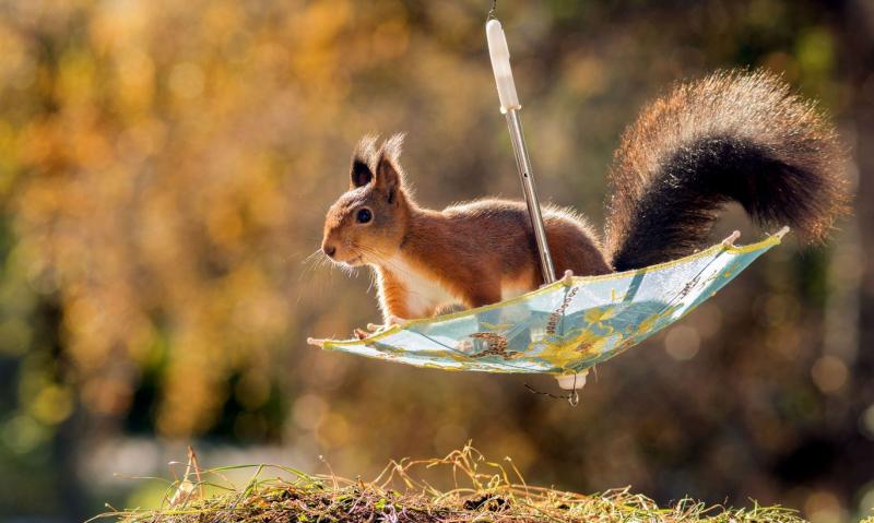 תמונות של הסנאים היפים והמוכשרים ביותר