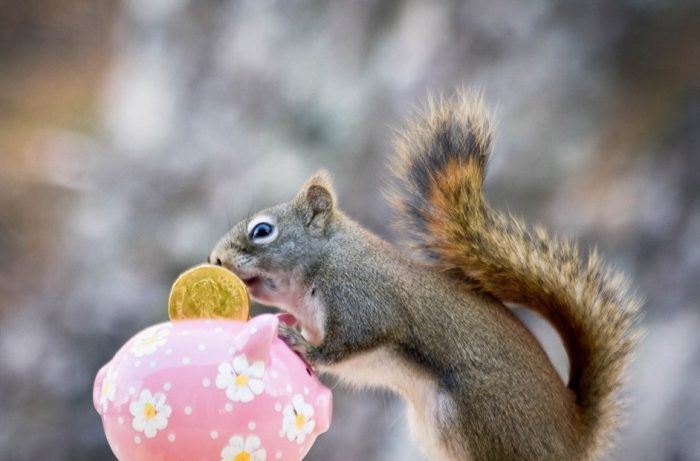סנאי וקופת חיסכון