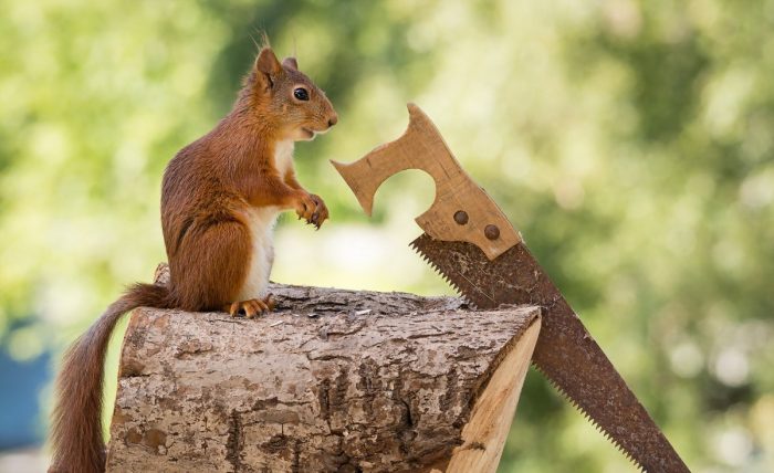 סנאי מנסר עץ