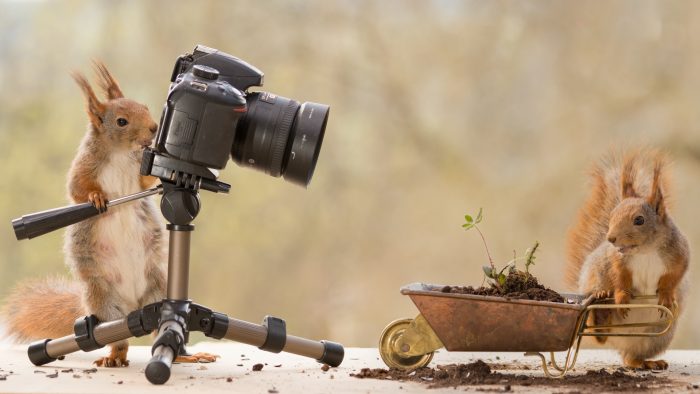 סנאי מצלם תמונה