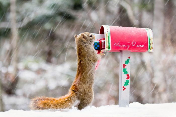 הסנאי מקבל מתנות