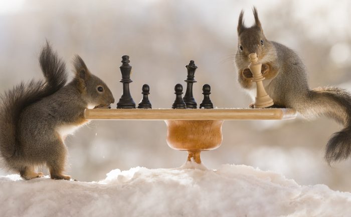 סנאים משחקים שחמט