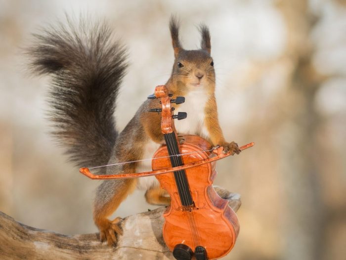 סנאי וכינור