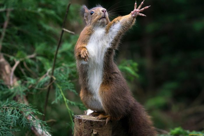 הסנאי מטיל כישוף