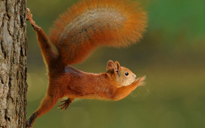 סנאי הולך על עץ