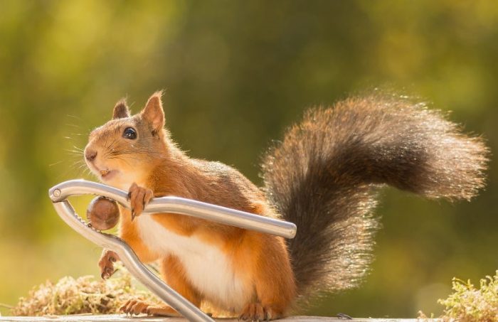 סנאי מפצח אגוזים