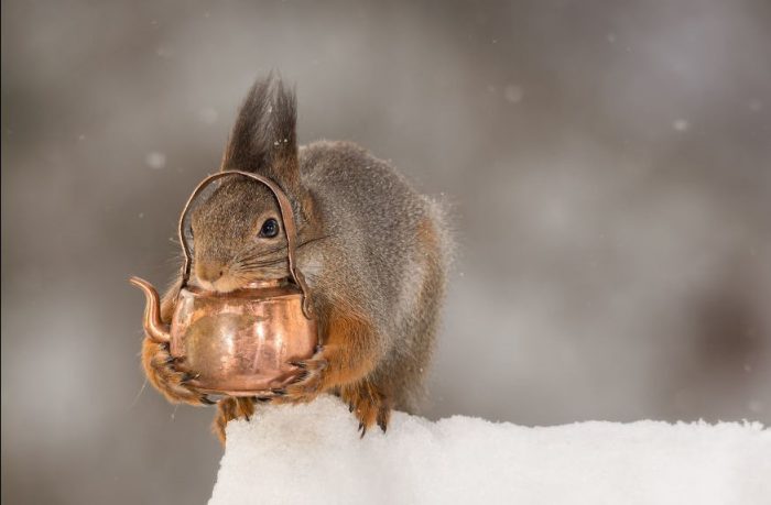 מסיבת התה של הסנאי