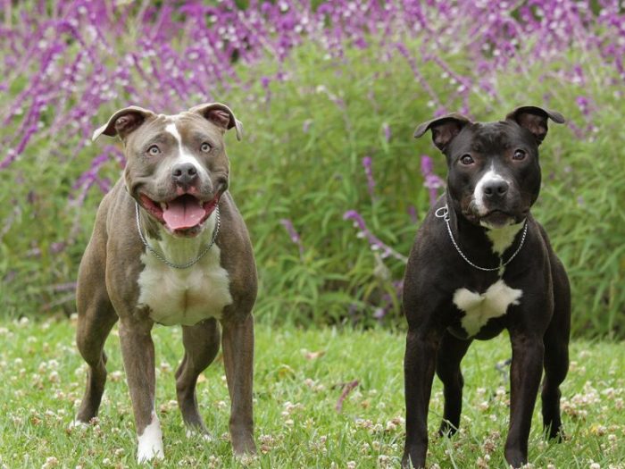 פיטבול וסטאפורד