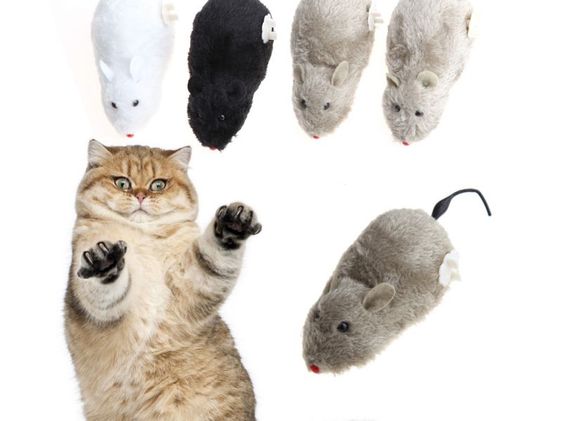 צעצועי חתולים DIY