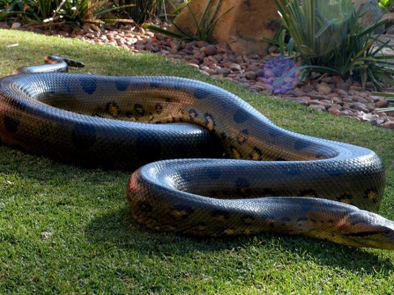 הנחשים הגדולים ביותר בעולם: תמונות ותיאורים