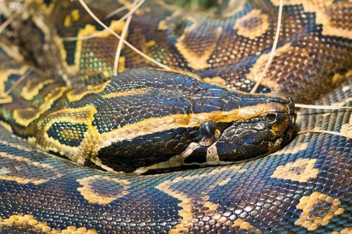 פיתון הירוגליפי