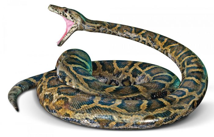 פייתון טייגר אפל