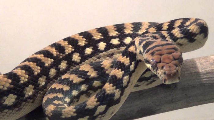 פיתון אמטיסט