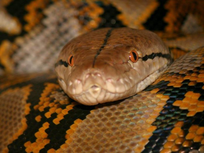 פיתון מרושת