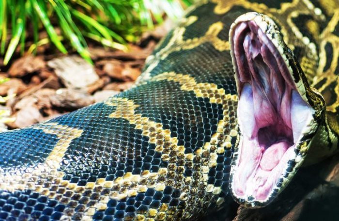 נחש עם פה פתוח