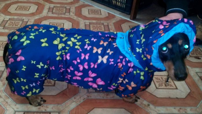 בגדים לכלב תחש