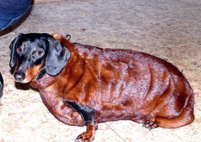 אפוד פרווה DIY