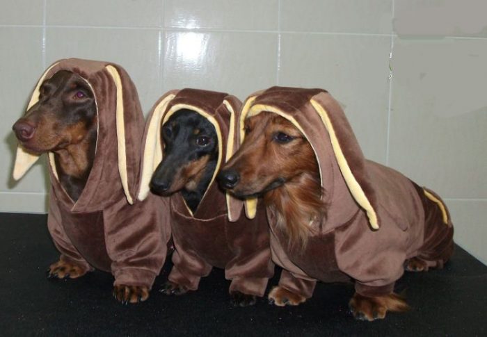 אוברול מצחיק לחיית המחמד שלכם