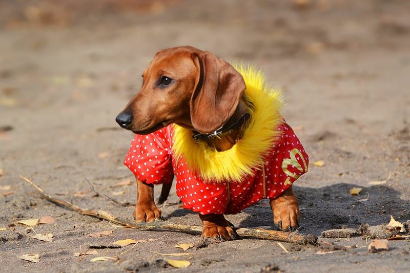 בגדי דקסהונד DIY - דוגמאות, תרשימי סריגה, ללא תפירה