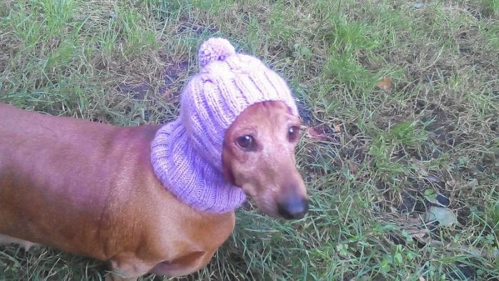 כובע לכלב תחש