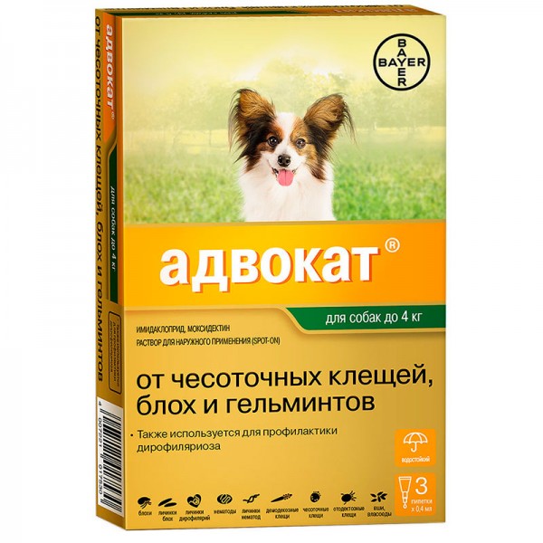 עוֹרֵך דִין