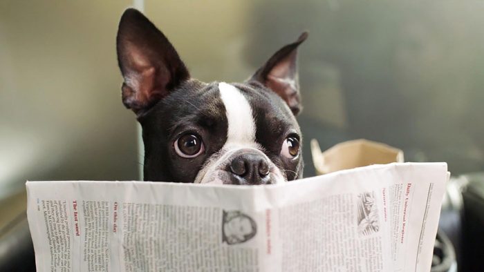 כלב עם עיתון