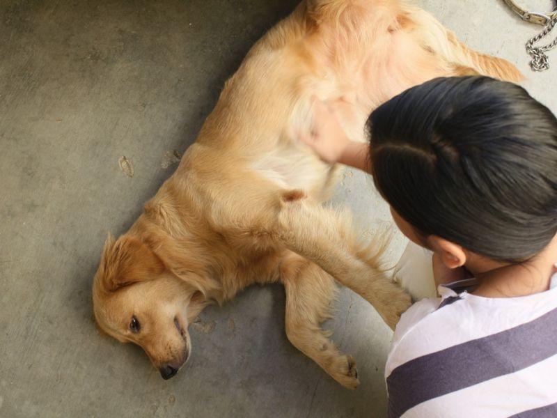 אפילפסיה בכלבים: סוגים, תסמינים וטיפול
