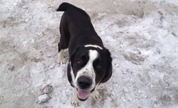 גורמים למחלה אצל כלבים