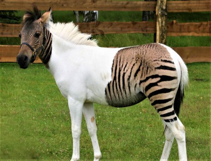 הסוס יוצא הדופן והנדיר ביותר הוא הזברואיד.