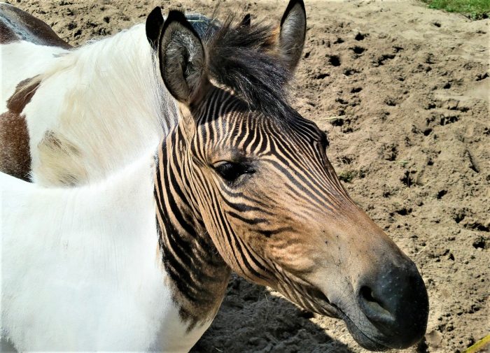 ראש זברואיד