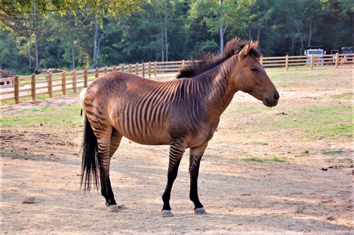 זברואיד במכלאה
