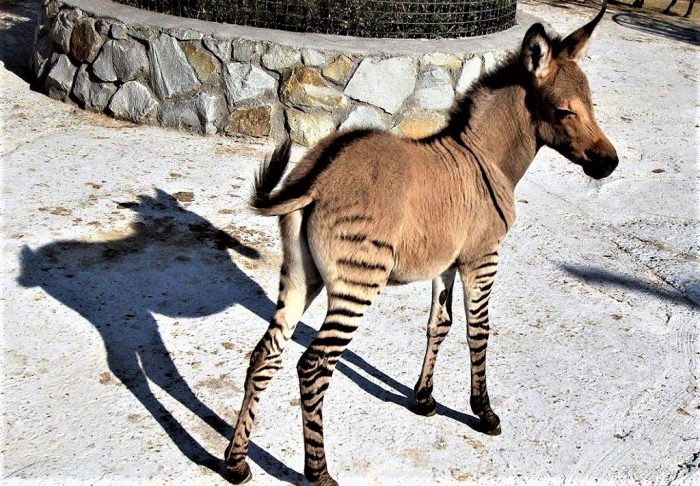 סייח זברואידי