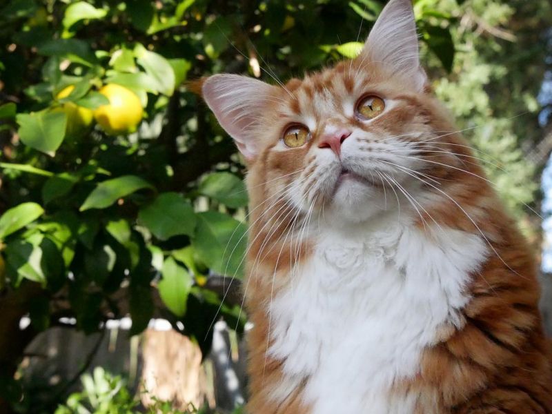 חתול הבית הגדול בעולם: תמונה