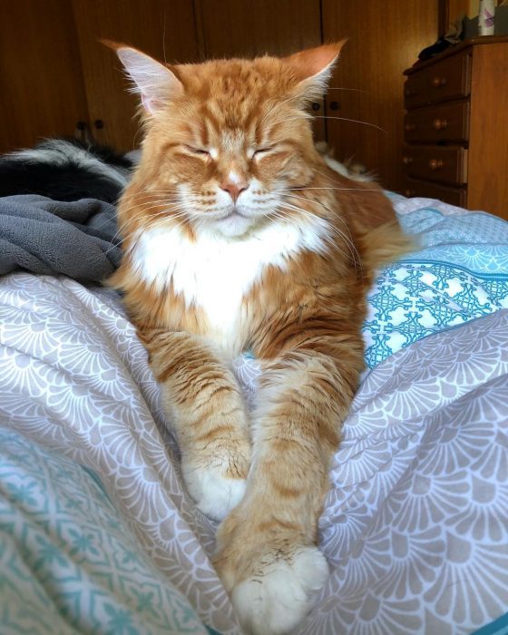 החתול הגדול ביותר בעולם