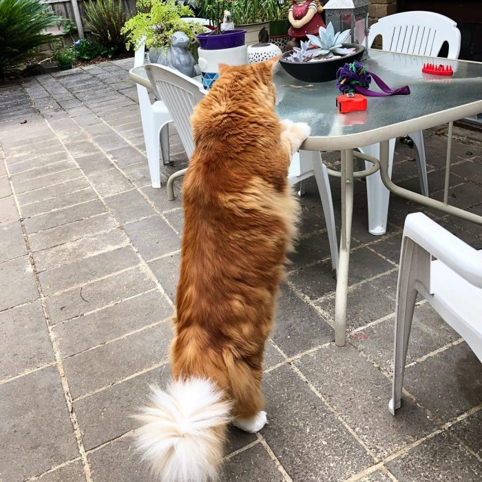 החתול הגדול ביותר בעולם