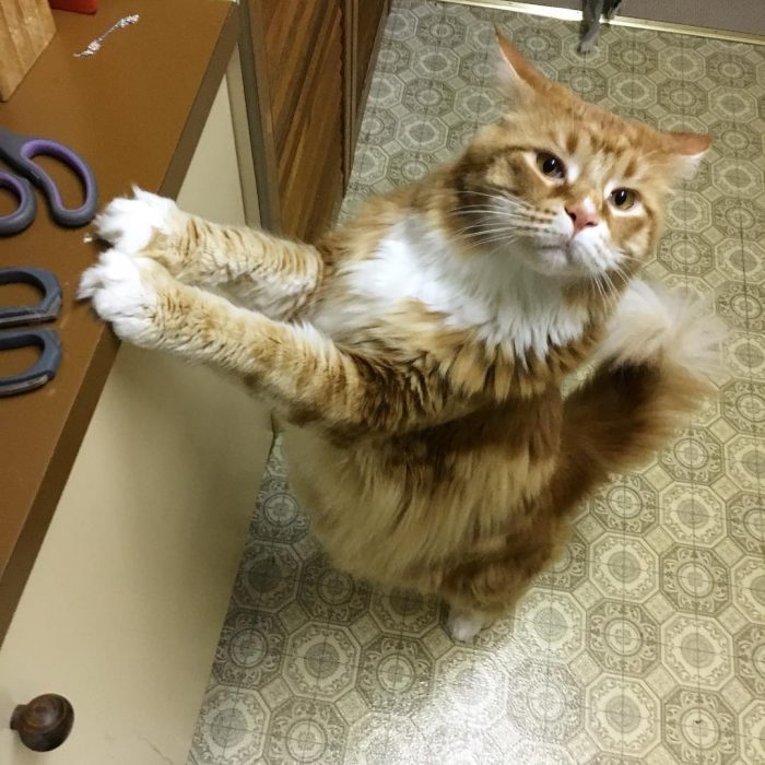 החתול הגדול ביותר בעולם