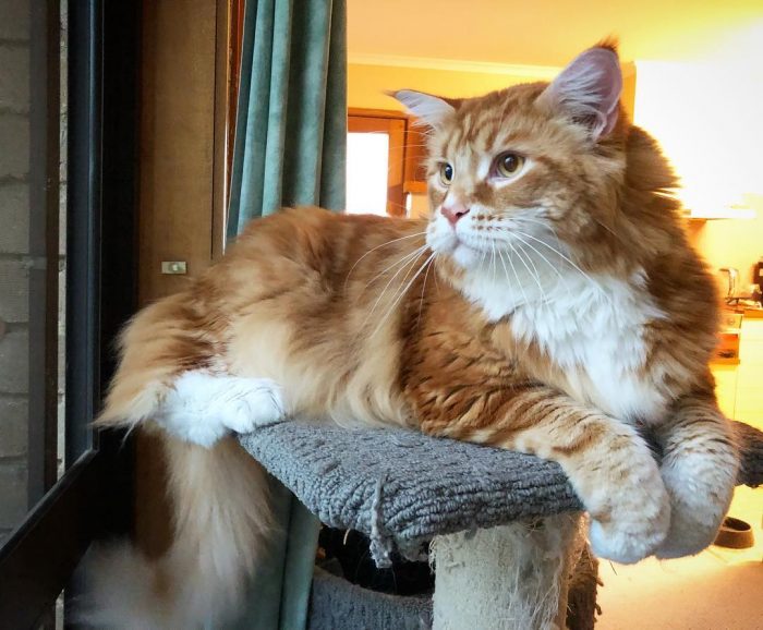 החתול הגדול ביותר בעולם