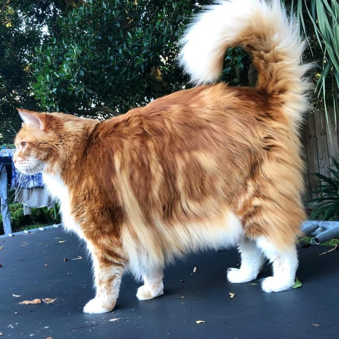 תמונה של החתול הגדול בעולם