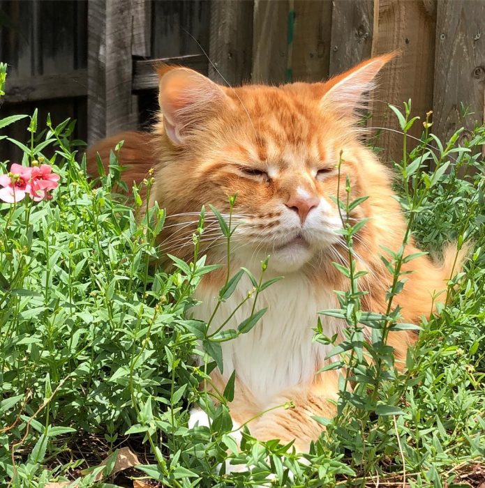חתול הבית הגדול ביותר בעולם