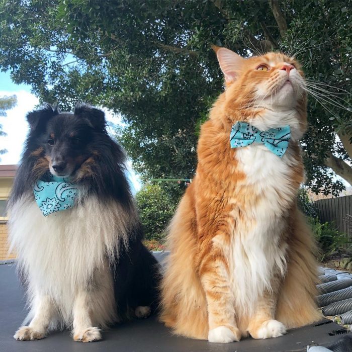 עומר החתול וחברתו הכלבה פני