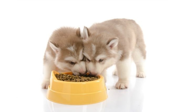 שני גורים אוכלים מאותה קערה