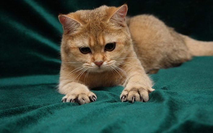 החתול הג'ינג'י שחרר את טפריו