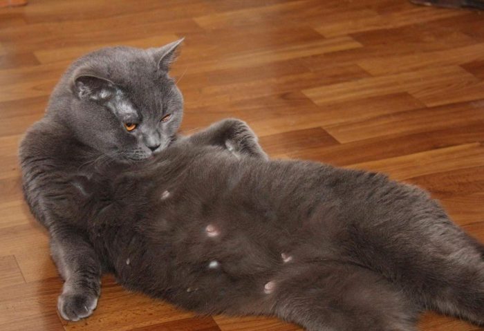 בטן מוגדלת אצל חתול