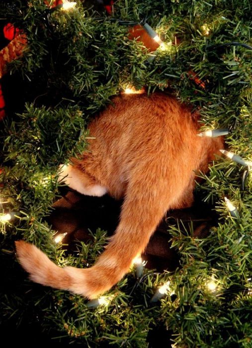 חתול ועץ חג המולד