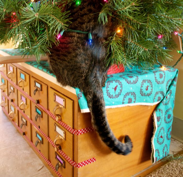 חתול ועץ חג המולד